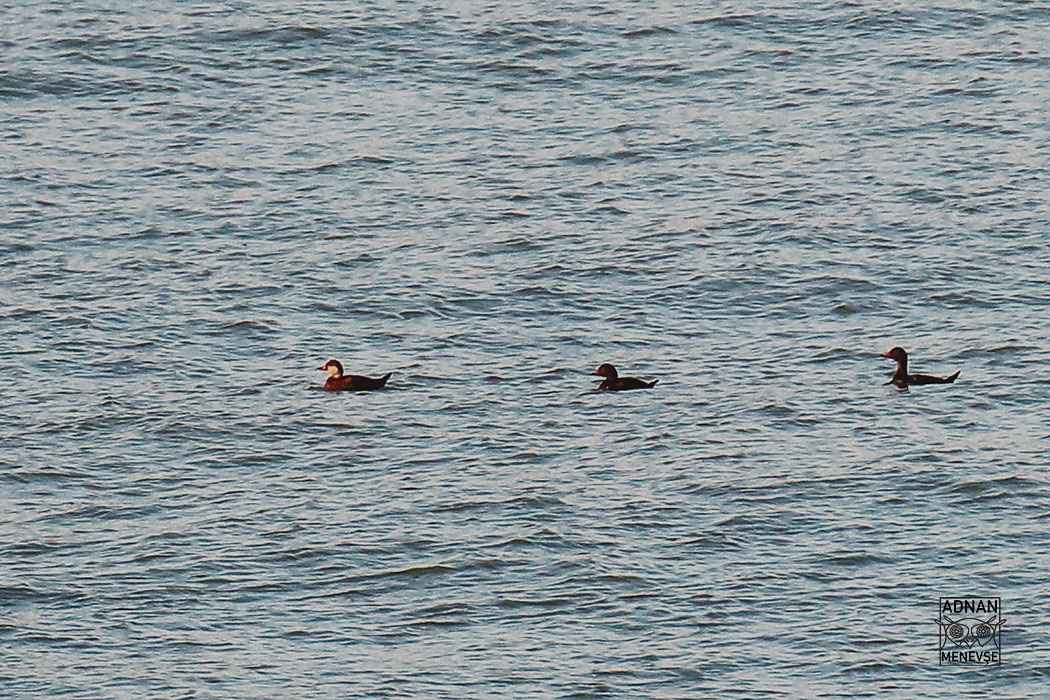 Common Scoter